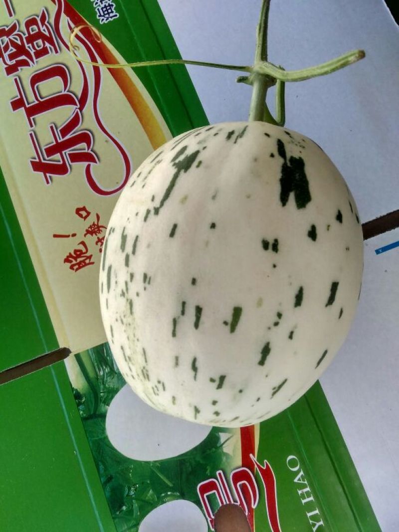 哈密瓜3斤以上长圆形
