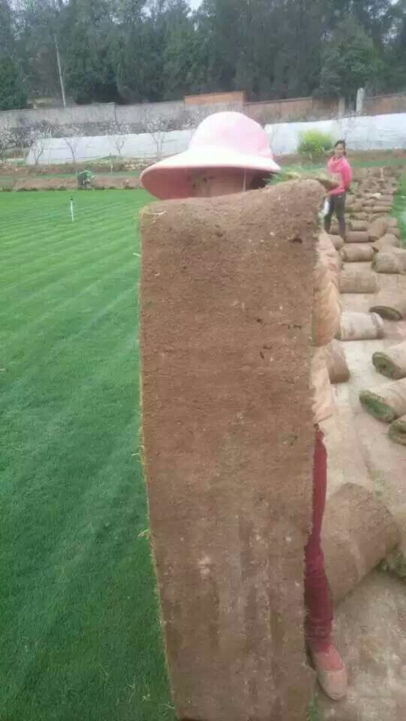 草坪草