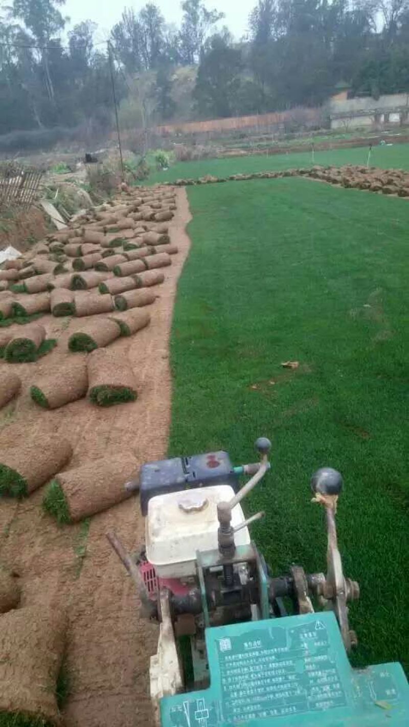 草坪草