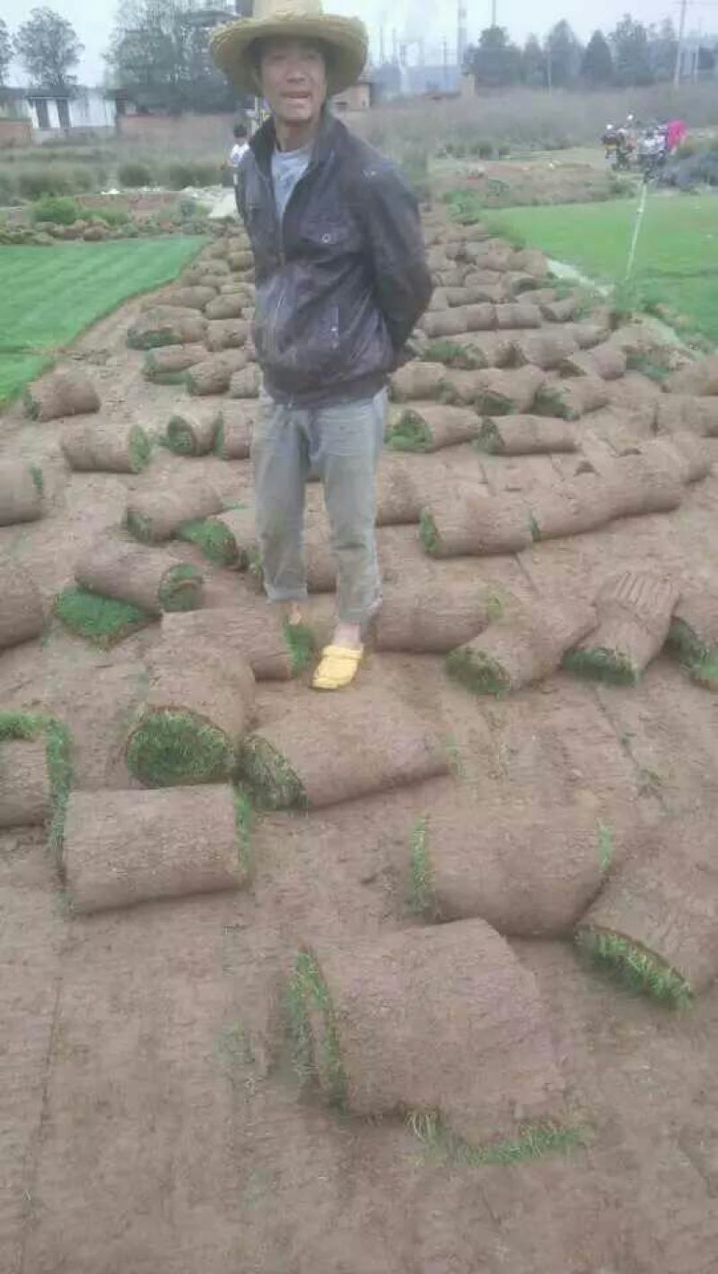 草坪草