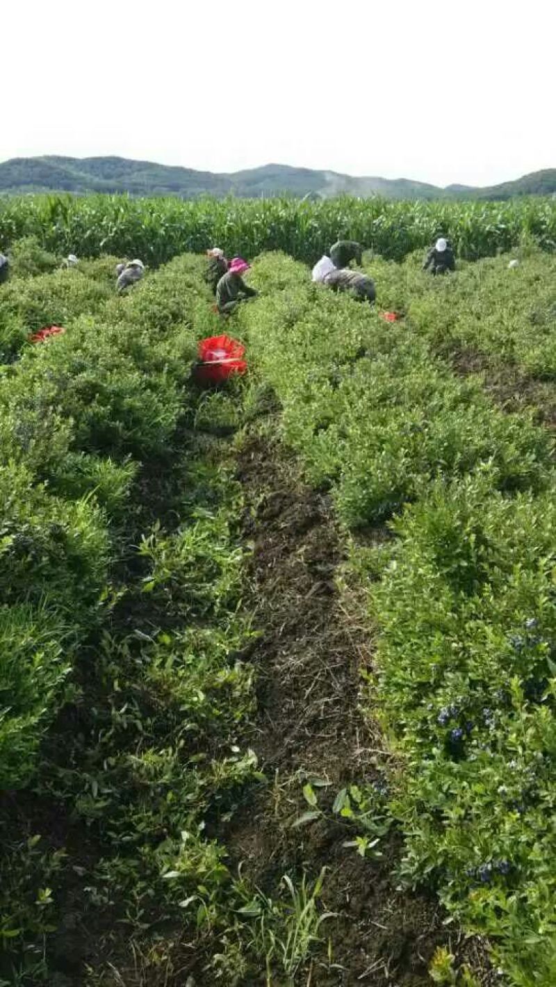 美登蓝莓鲜果2~4mm以上