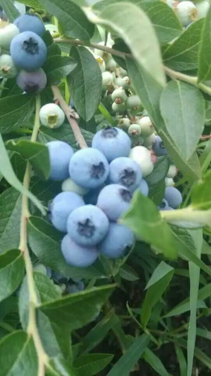 美登蓝莓鲜果2~4mm以上
