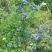 美登蓝莓鲜果2~4mm以上