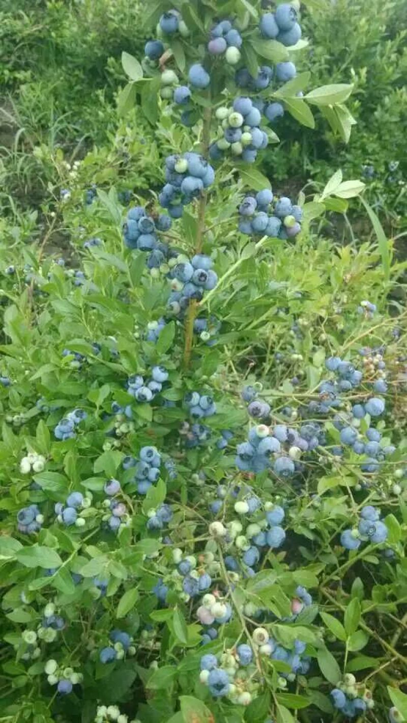 美登蓝莓鲜果2~4mm以上