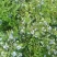 美登蓝莓鲜果2~4mm以上