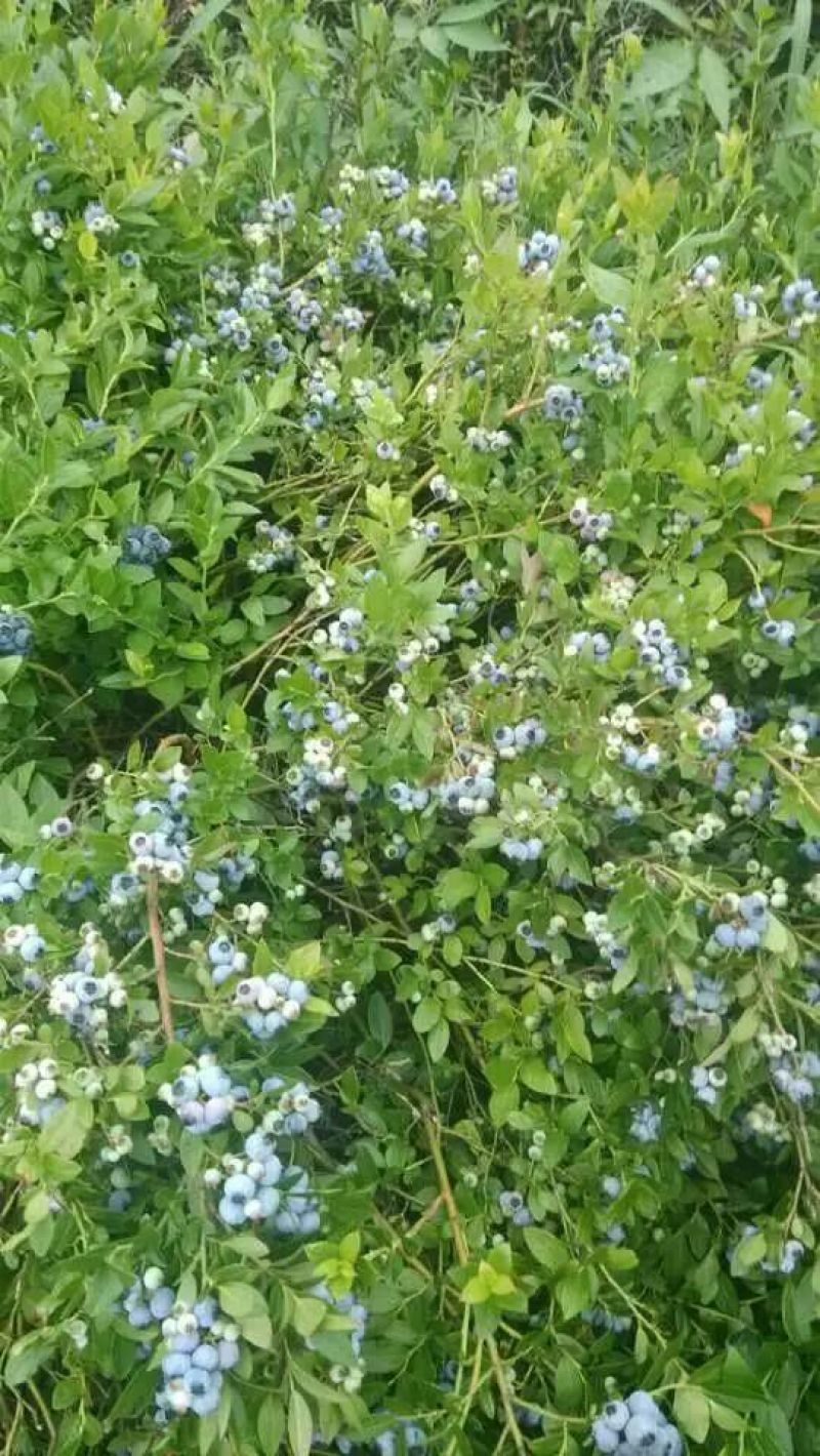 美登蓝莓鲜果2~4mm以上