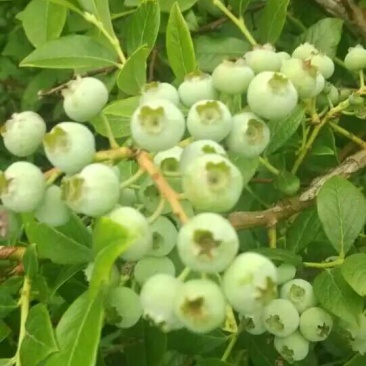 美登蓝莓鲜果2~4mm以上
