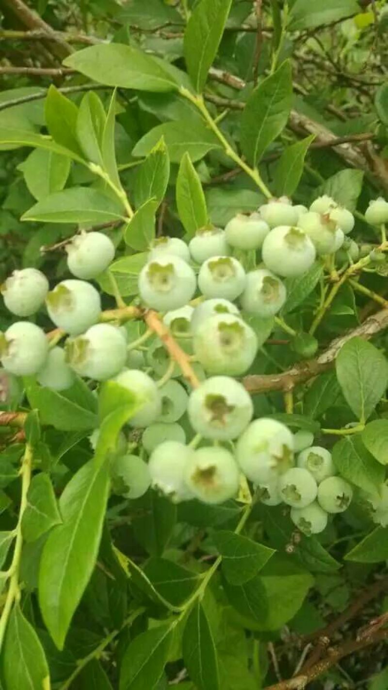 美登蓝莓鲜果2~4mm以上
