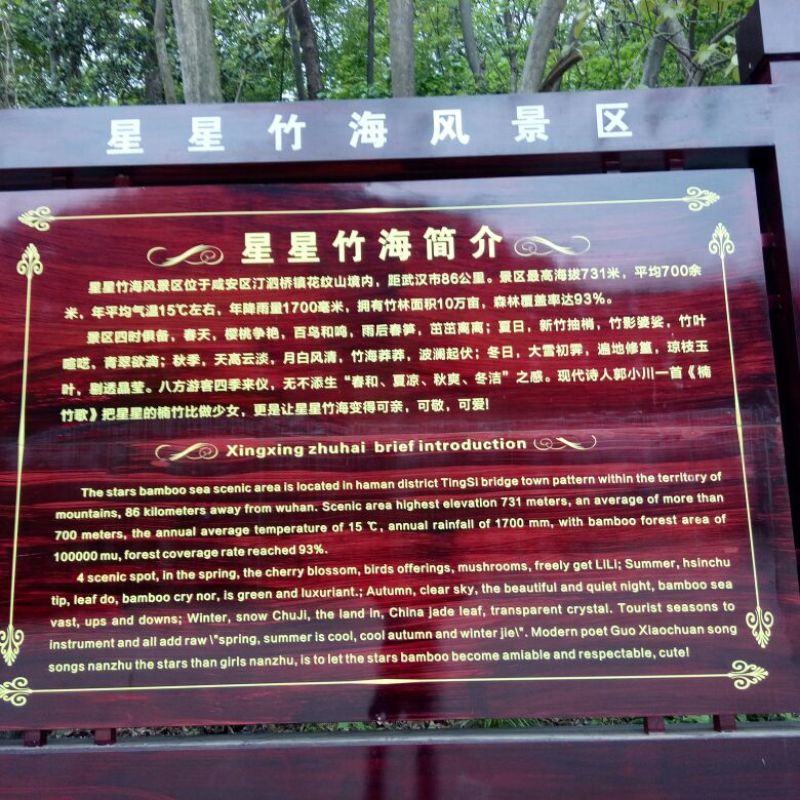 绿竹15~16m