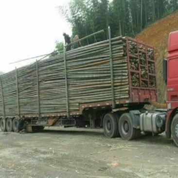 绿竹15~16m
