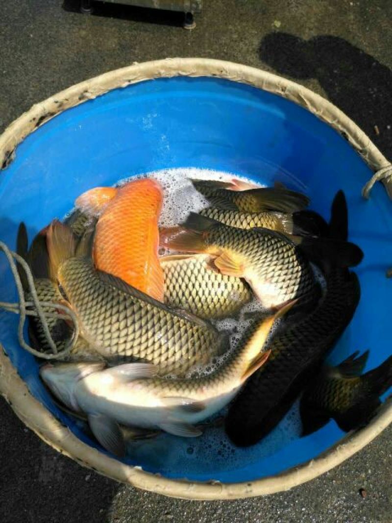 鲤鱼食用3公斤以上