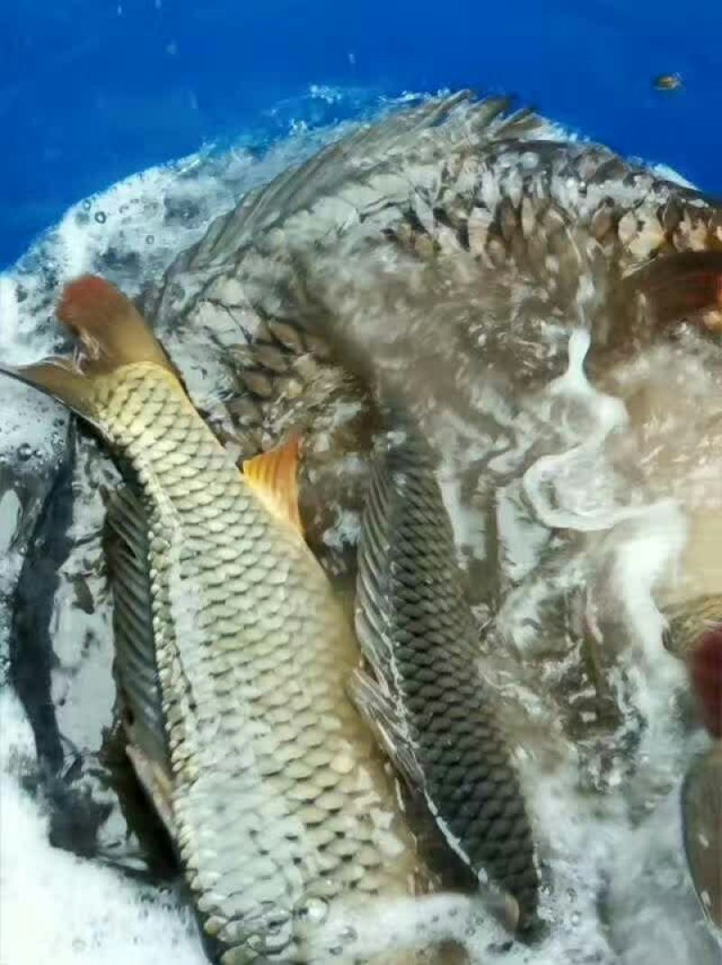 鲤鱼食用3公斤以上
