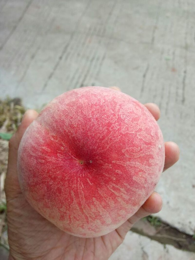 水蜜桃70mm以上