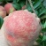 水蜜桃70mm以上