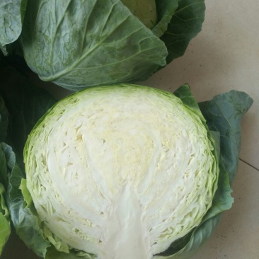 铁头圆白菜通货1~2公斤