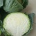 铁头圆白菜通货1~2公斤