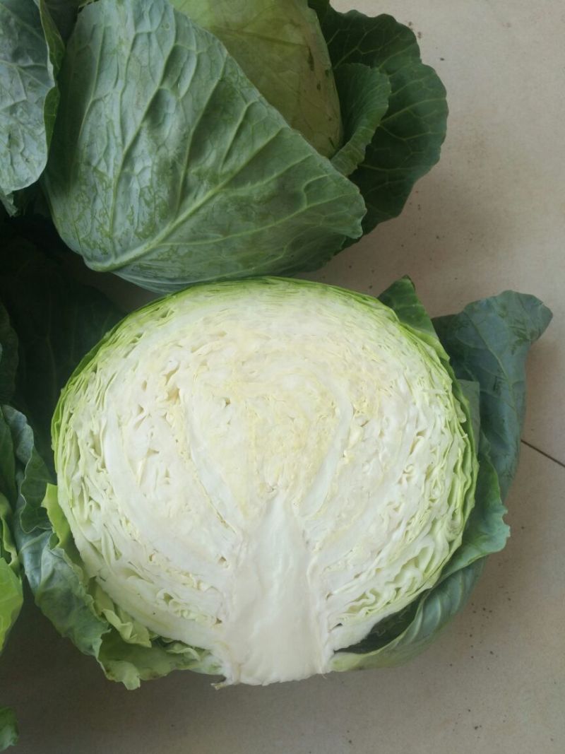铁头圆白菜通货1~2公斤