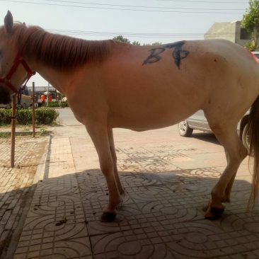 矮马100~200kg