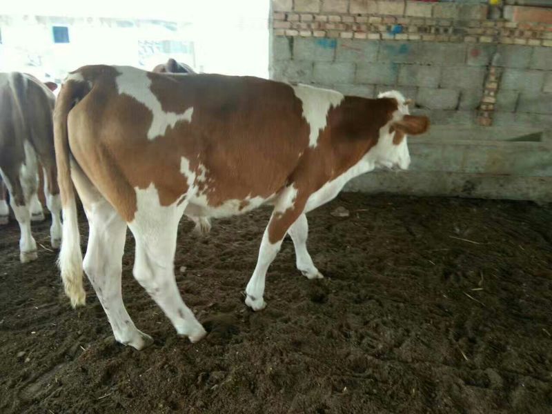矮马100~200kg
