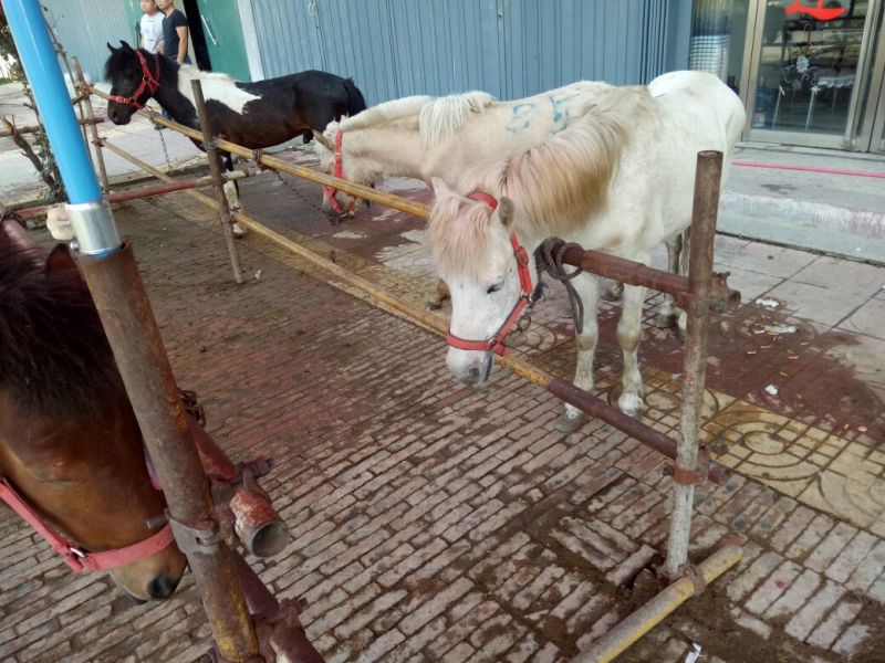 矮马100~200kg