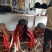 矮马100~200kg