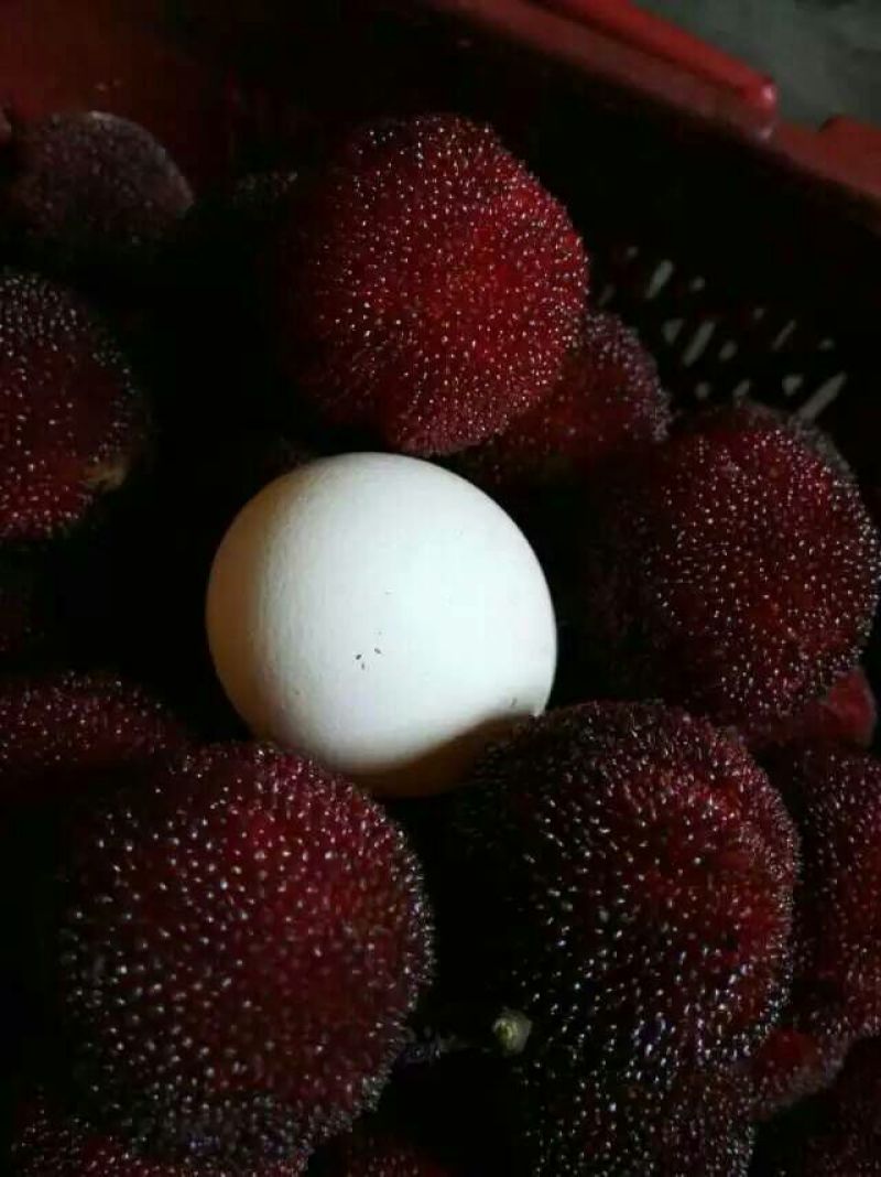 东魁杨梅2.5~3cm