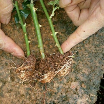 大花香水月季一年苗，高度10~20cm，