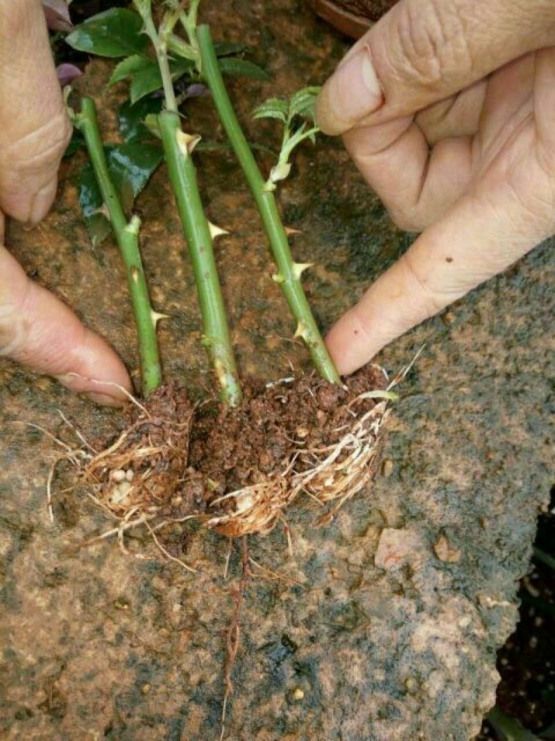 大花香水月季一年苗，高度10~20cm，