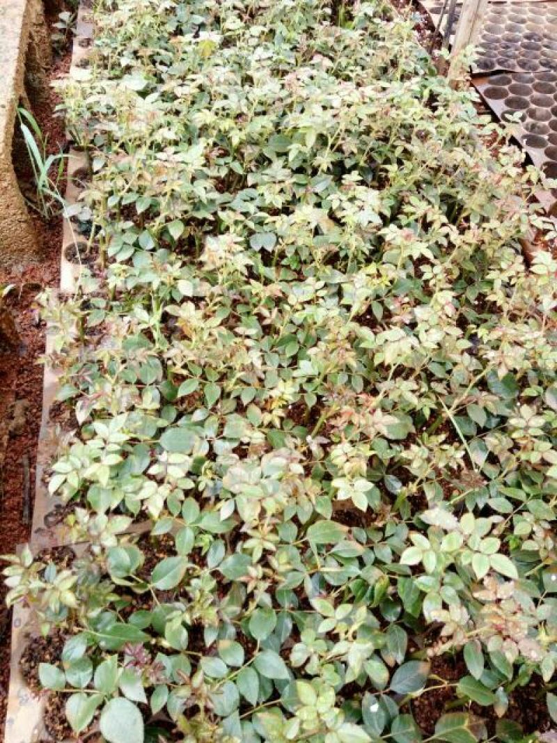 大花香水月季一年苗，高度10~20cm，