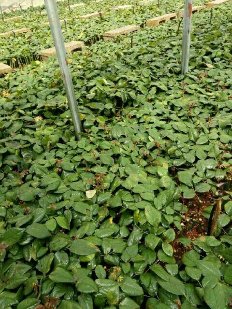 大花香水月季一年苗，高度10~20cm，