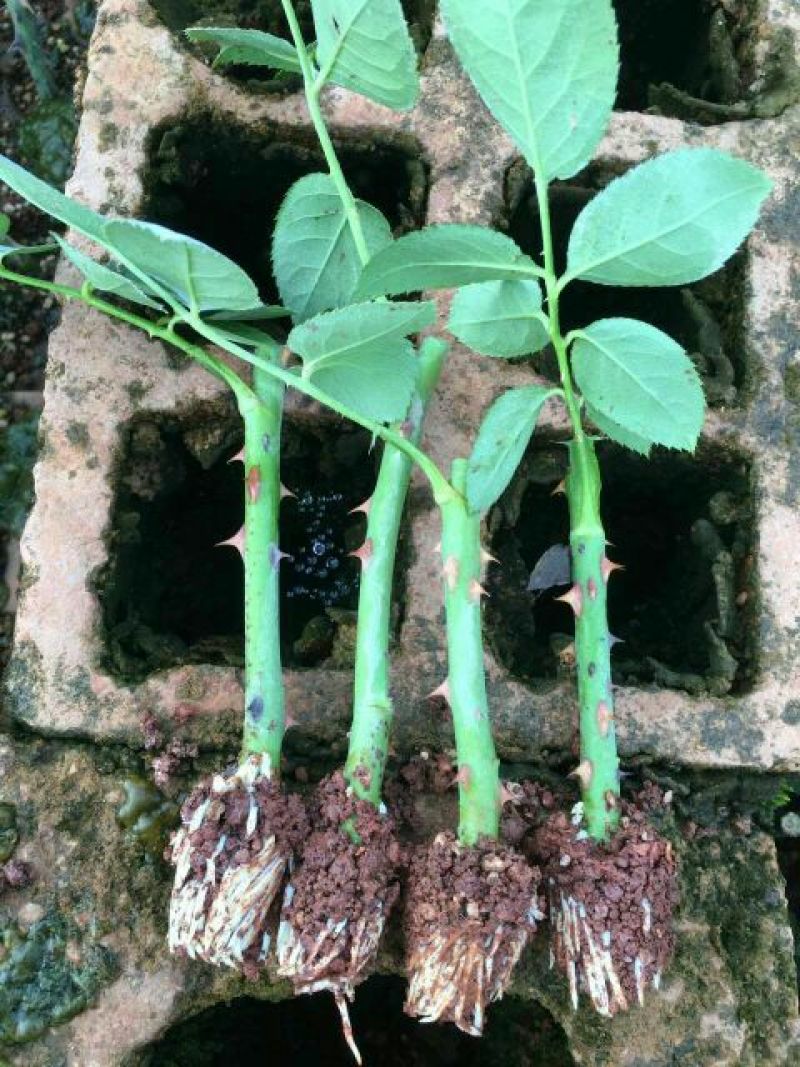 大花香水月季一年苗，高度10~20cm，