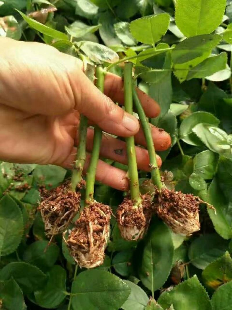 大花香水月季一年苗，高度10~20cm，