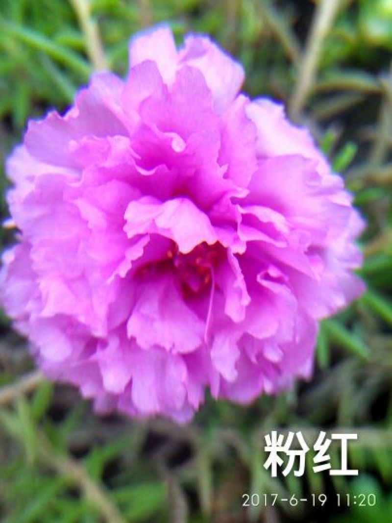 太阳花，耐热，15种花色包邮.广东省德庆县产地直供。