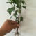 菊花种苗苏北菊和晚菊苗预定中
