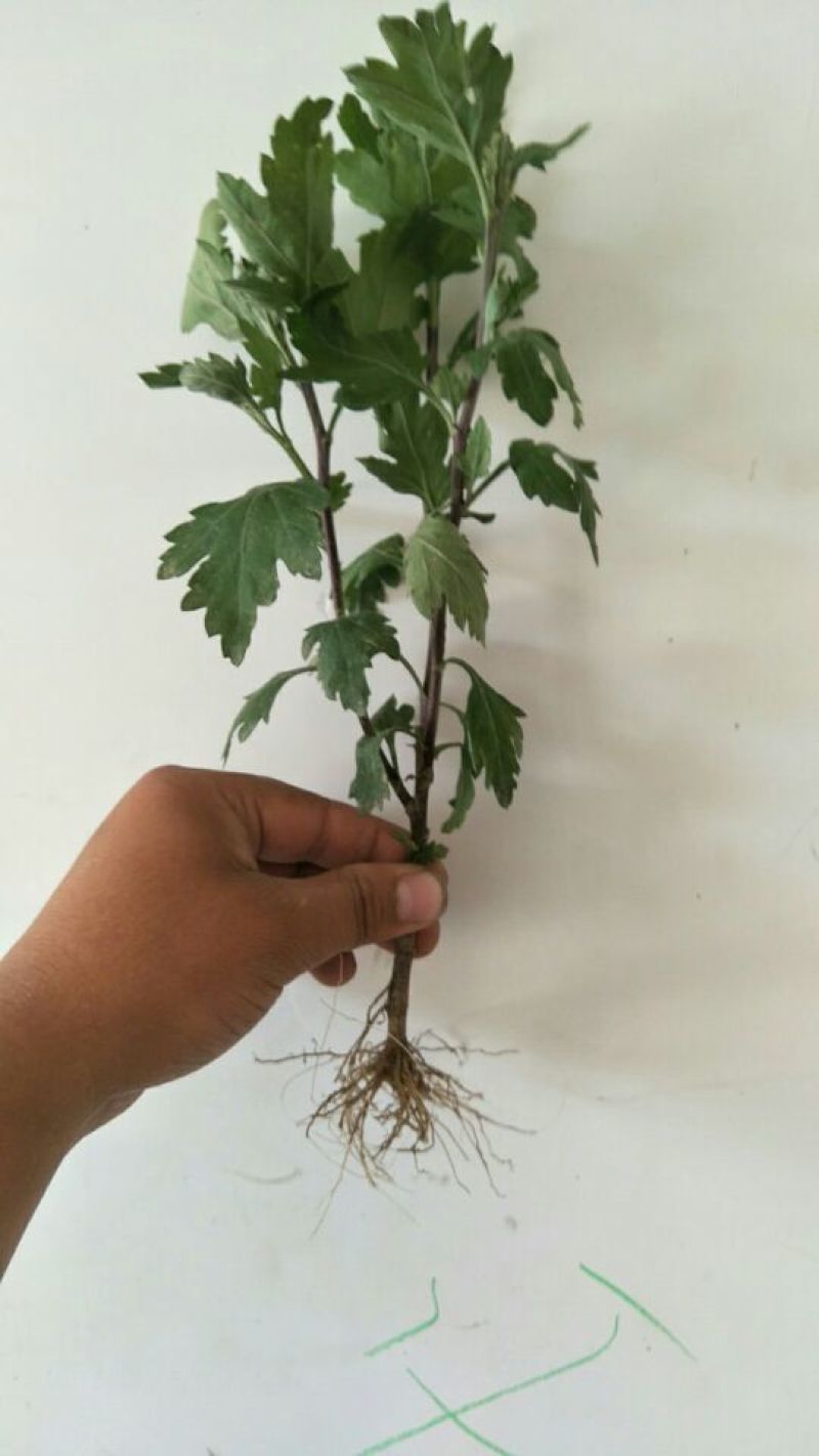 菊花种苗苏北菊和晚菊苗预定中