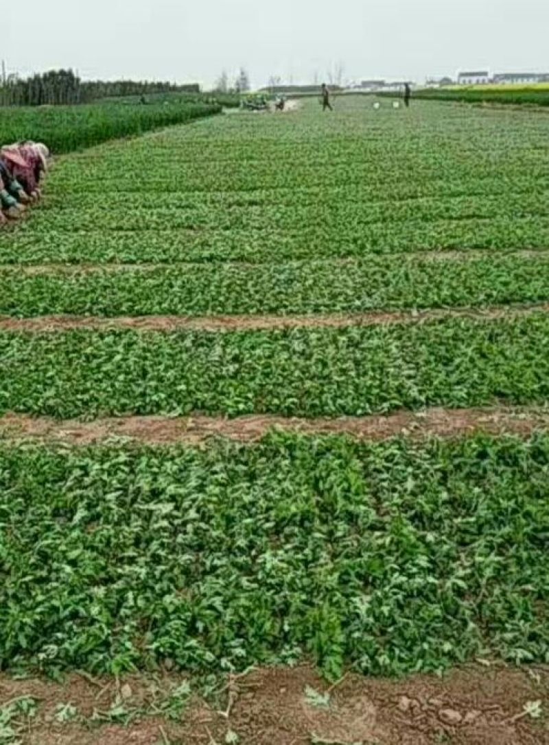 菊花种苗苏北菊和晚菊苗预定中