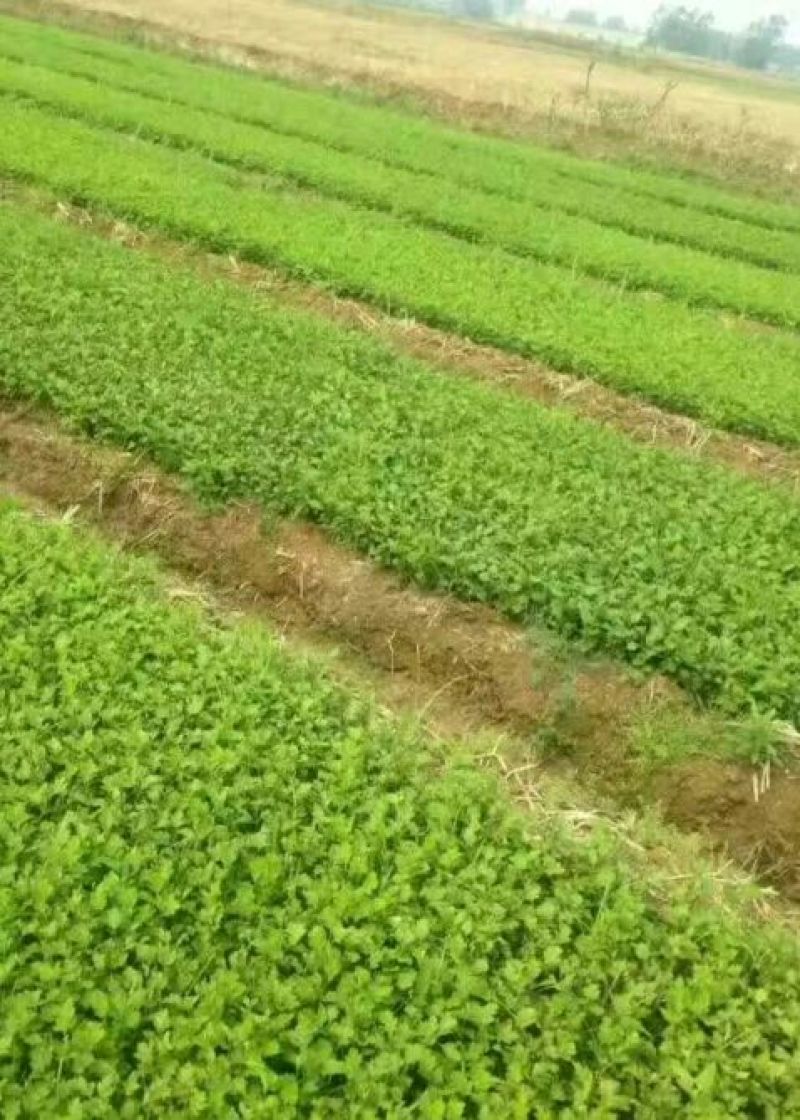 菊花种苗苏北菊和晚菊苗预定中