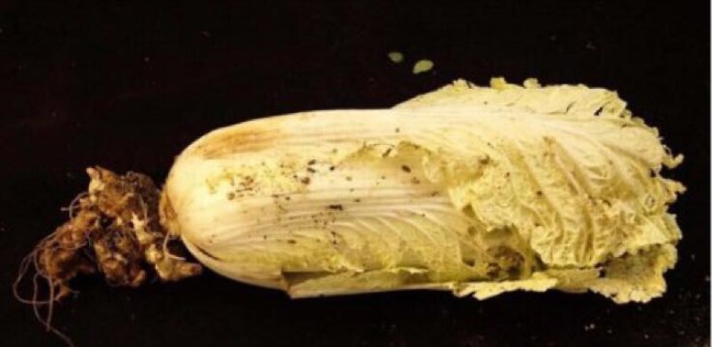 白菜种子