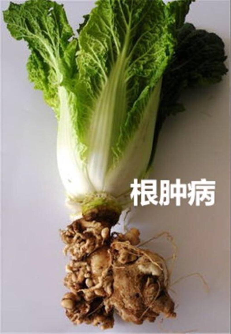 白菜种子