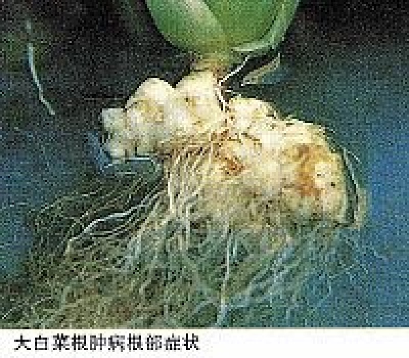 白菜种子