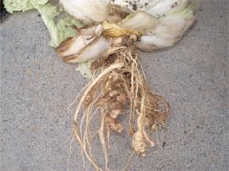 白菜种子