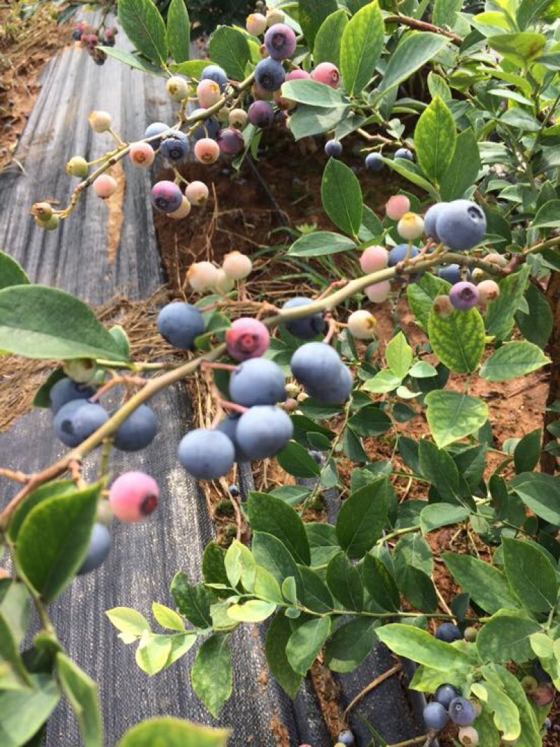 南高丛蓝莓
