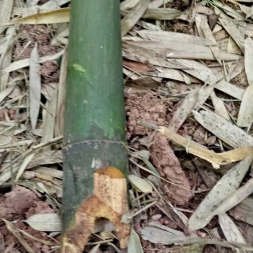 热销【帮农竹业】苦竹4~5m，直径3.5公分-6公分