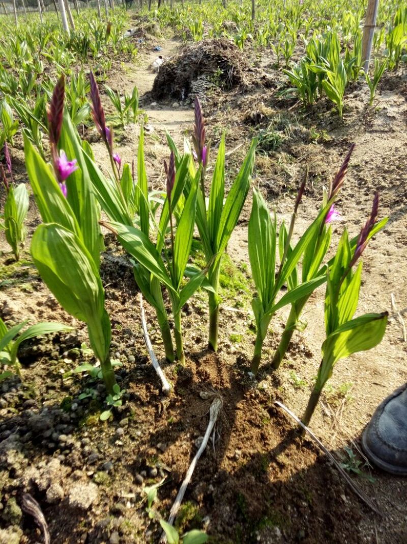 白芨露天种植大田苗，紫花三叉大白芨多芽高产高含量