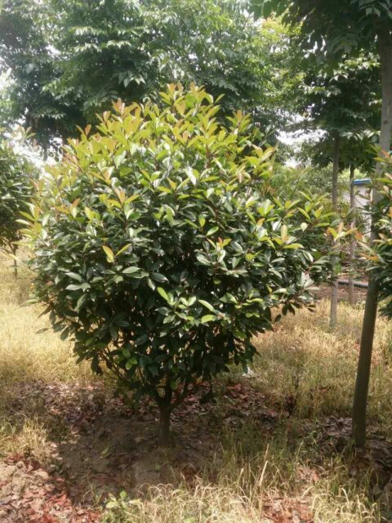 冠幅60--150红叶石楠红叶石楠苗