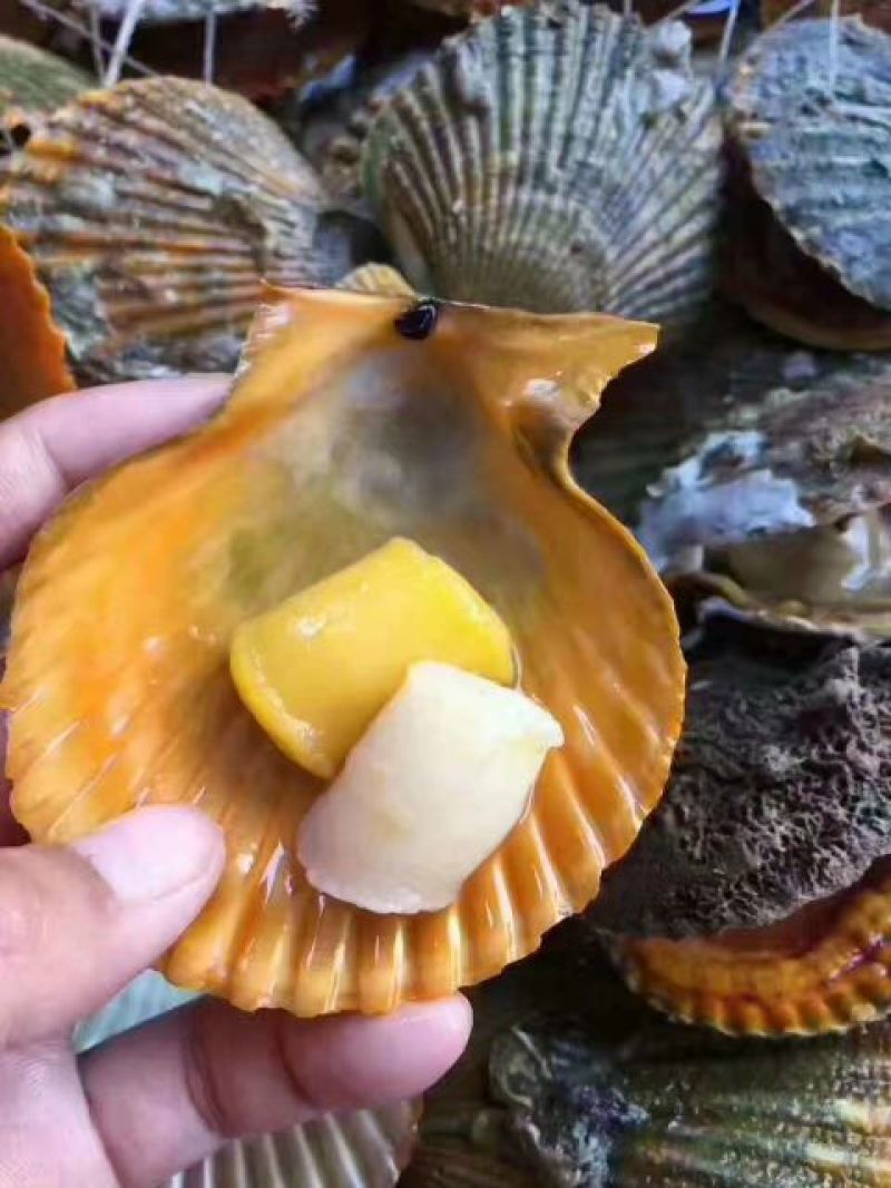 干瑶柱