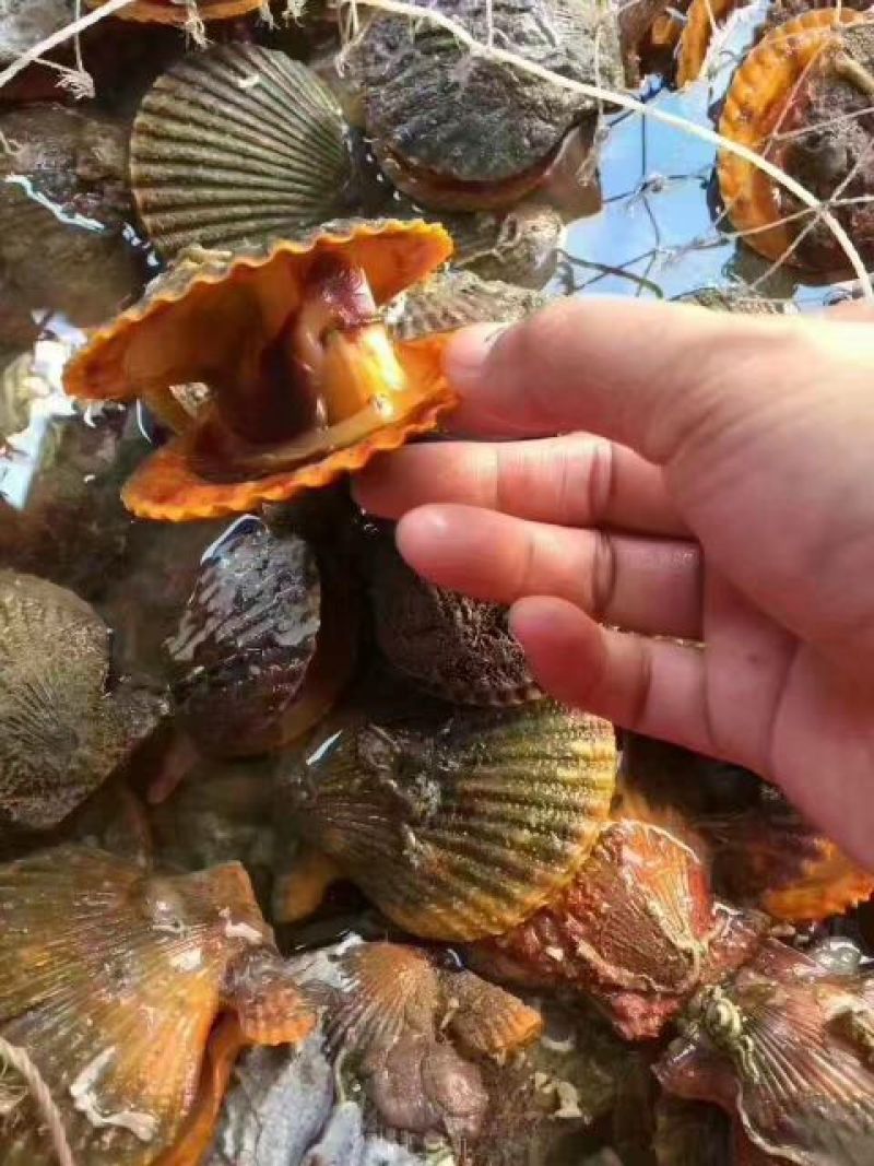 干瑶柱