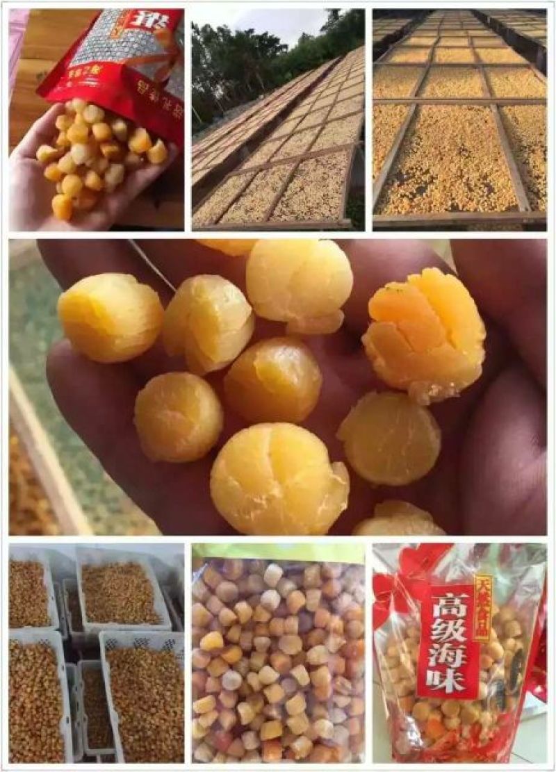 干瑶柱