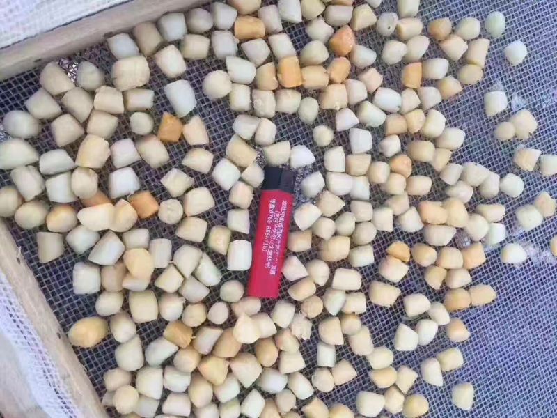 干瑶柱