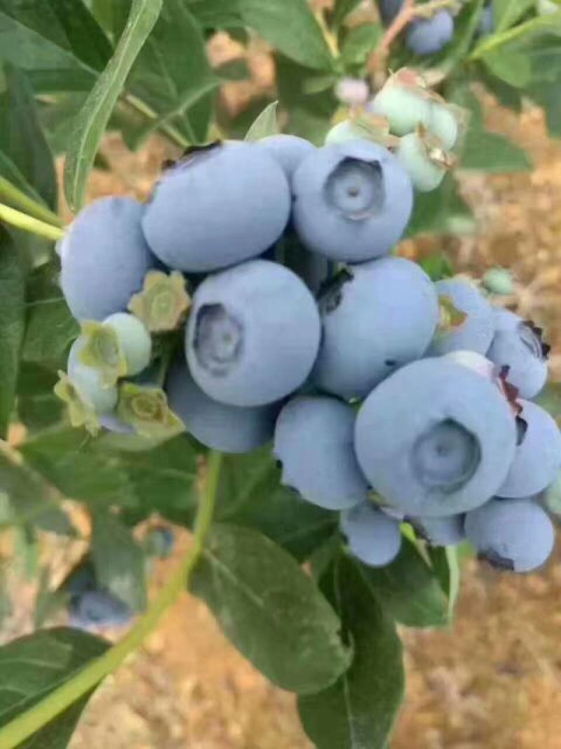 蓝莓鲜果10~12mm以上